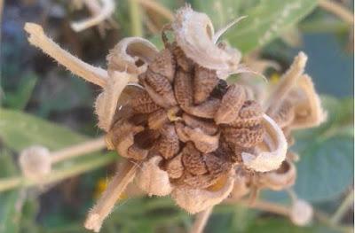 semillas calendula semillas calendula