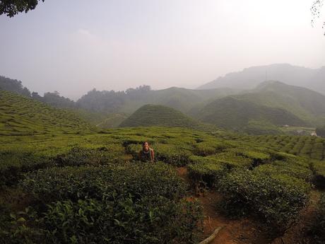 CAMERON HIGHLANDS CAMERON HIGHLANDS