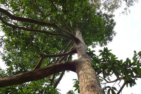 Estudian en México compuestos de árbol para combatir el VIH