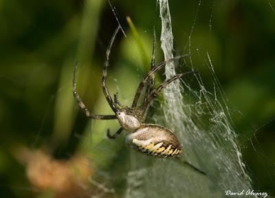 El lenguaje de los colores: código universal de alarma El lenguaje de los colores: código universal de alarma