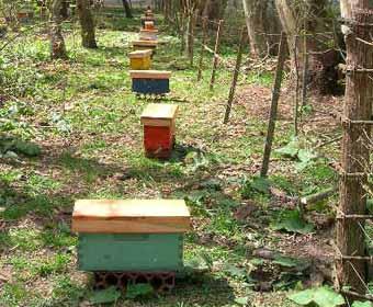 INCREMENTAR EL NÚMERO DE COLMENAS - INCREASE THE NUMBER OF COLONY. INCREMENTAR EL NÚMERO DE COLMENAS - INCREASE THE NUMBER OF COLONY.