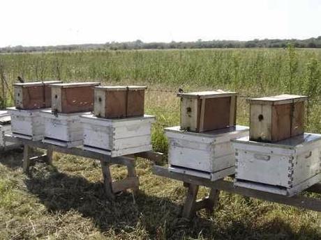 INCREMENTAR EL NÚMERO DE COLMENAS - INCREASE THE NUMBER OF COLONY. INCREMENTAR EL NÚMERO DE COLMENAS - INCREASE THE NUMBER OF COLONY.