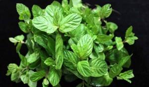 Cómo evitar los gases con poleo menta Cómo evitar los gases con poleo menta