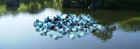 El lago de las palomas. palomos