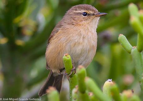 Mosquitero canario (Phylloscopus canariensis)