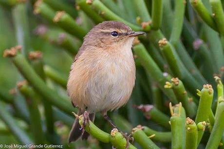 Mosquitero canario (Phylloscopus canariensis)