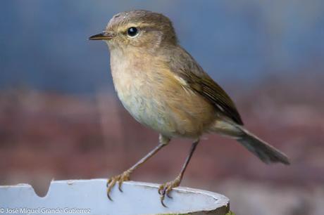 Mosquitero canario (Phylloscopus canariensis)