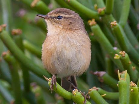 Mosquitero canario (Phylloscopus canariensis)