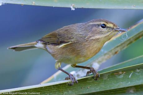 Mosquitero canario (Phylloscopus canariensis)