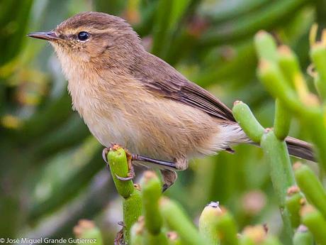 Mosquitero canario (Phylloscopus canariensis)