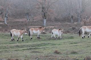 Aventura prehistorica en Atapuerca (Burgos).