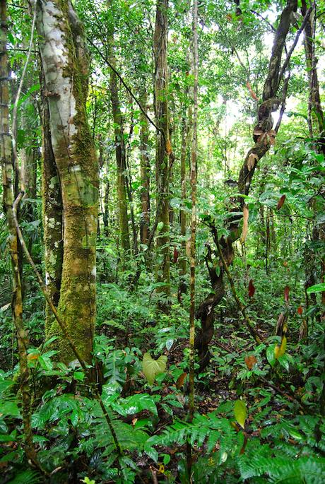Selva Ecuatoriana - Inshala Travel 