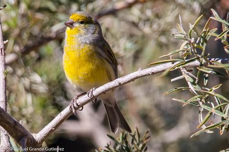 Serín canario (Serinus canaria)-Canary