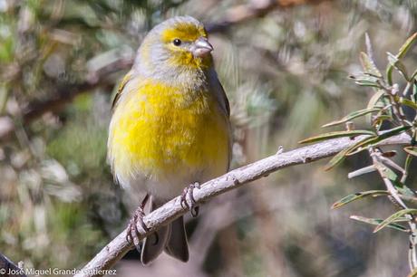 Serín canario (Serinus canaria)-Canary