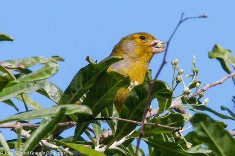 Serín canario (Serinus canaria)-Canary