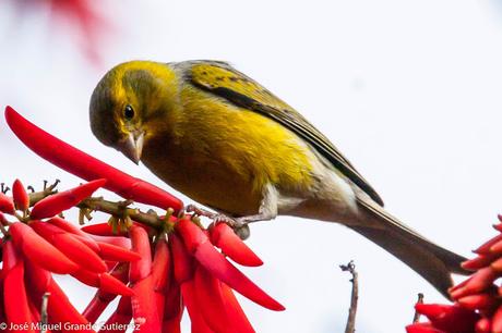 Serín canario (Serinus canaria)-Canary