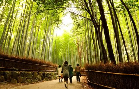 Visitors walk through the luscious green bamboo forest of Kyoto.