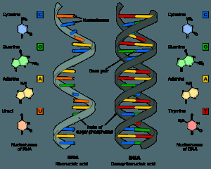 Científicos rusos demuestran que el ADN puede ser reprogramado por palabras y frecuencias determinadas Científicos rusos demuestran que el ADN puede ser reprogramado por palabras y frecuencias determinadas