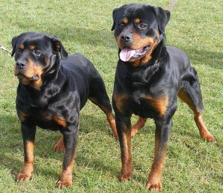 perros Rottweiler