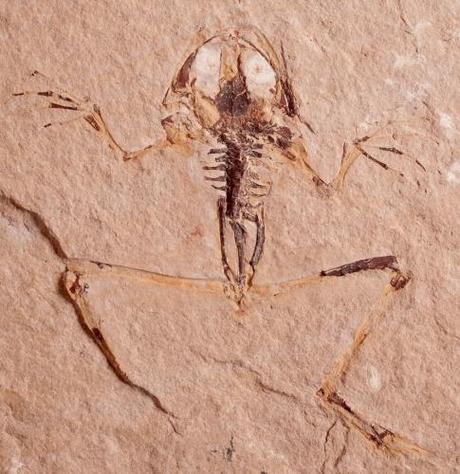 Fauna prehistórica descubiertas en España (II)