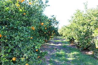 Naranja Valencia Turia: Espectaculares