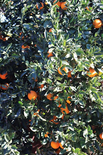Naranja Valencia Turia: Espectaculares