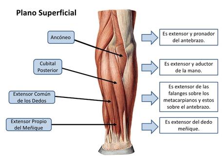 musculos-antebrazo-14-728[1]