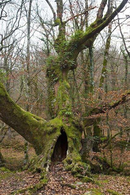 Reserva Saja-Besaya, Cantabria