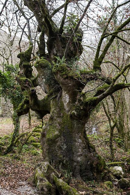 Reserva Saja-Besaya, Cantabria