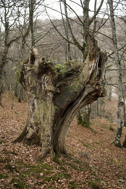 Reserva Saja-Besaya, Cantabria