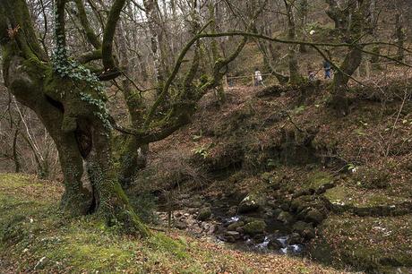 Reserva Saja-Besaya, Cantabria