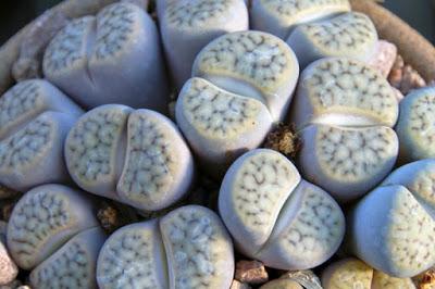 Como plantar Lithops