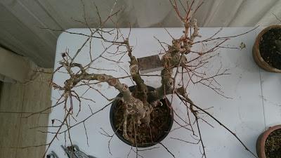 Podas de invierno 1 Podas de invierno 1