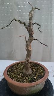 Podas de invierno 1 Podas de invierno 1