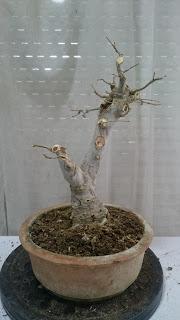 Podas de invierno 1 Podas de invierno 1