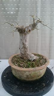 Podas de invierno 1 Podas de invierno 1