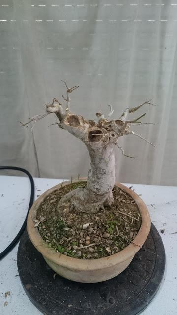 Podas de invierno 1 Podas de invierno 1