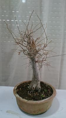 Podas de invierno 1 Podas de invierno 1