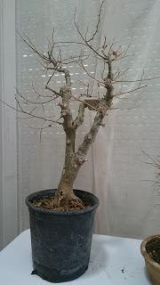 Podas de invierno 1 Podas de invierno 1