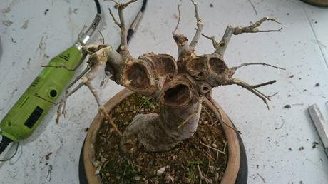 Podas de invierno 1 Podas de invierno 1