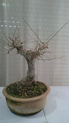 Podas de invierno 1 Podas de invierno 1