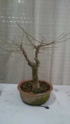 Podas de invierno 1 Podas de invierno 1