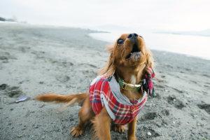 Preboda Invernal. Vacaciones Navideñas. Preboda Invernal. Vacaciones Navideñas.