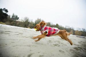 Preboda Invernal. Vacaciones Navideñas. Preboda Invernal. Vacaciones Navideñas.