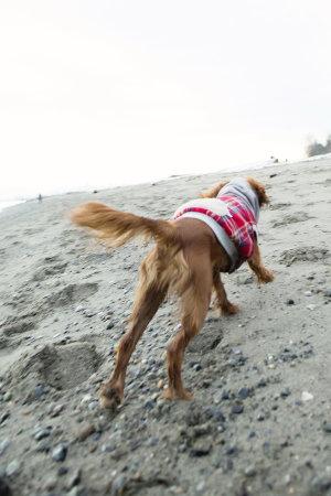 Preboda Invernal. Vacaciones Navideñas. Preboda Invernal. Vacaciones Navideñas.