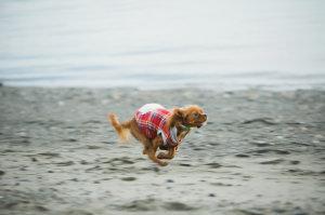 Preboda Invernal. Vacaciones Navideñas. Preboda Invernal. Vacaciones Navideñas.