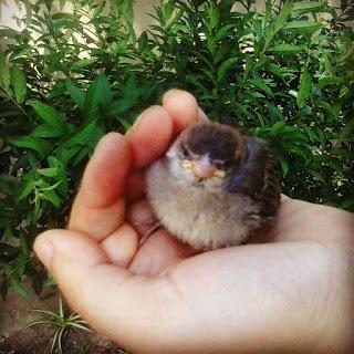 Volemos Libres para Crear!!! Volemos Libres para Crear!!!