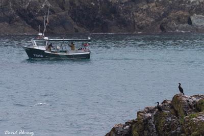 Informe sobre mortalidad accidental de cormoranes moñudos en aparejos de pesca Informe sobre mortalidad accidental de cormoranes moñudos en aparejos de pesca