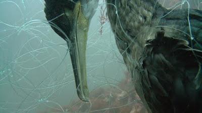 Informe sobre mortalidad accidental de cormoranes moñudos en aparejos de pesca Informe sobre mortalidad accidental de cormoranes moñudos en aparejos de pesca
