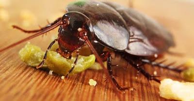 7 Remedios caseros contra cucarachas 7 Remedios caseros contra cucarachas